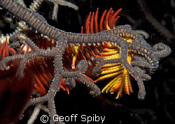 featherstar being hassled by a basketstar on a night dive... by Geoff Spiby 